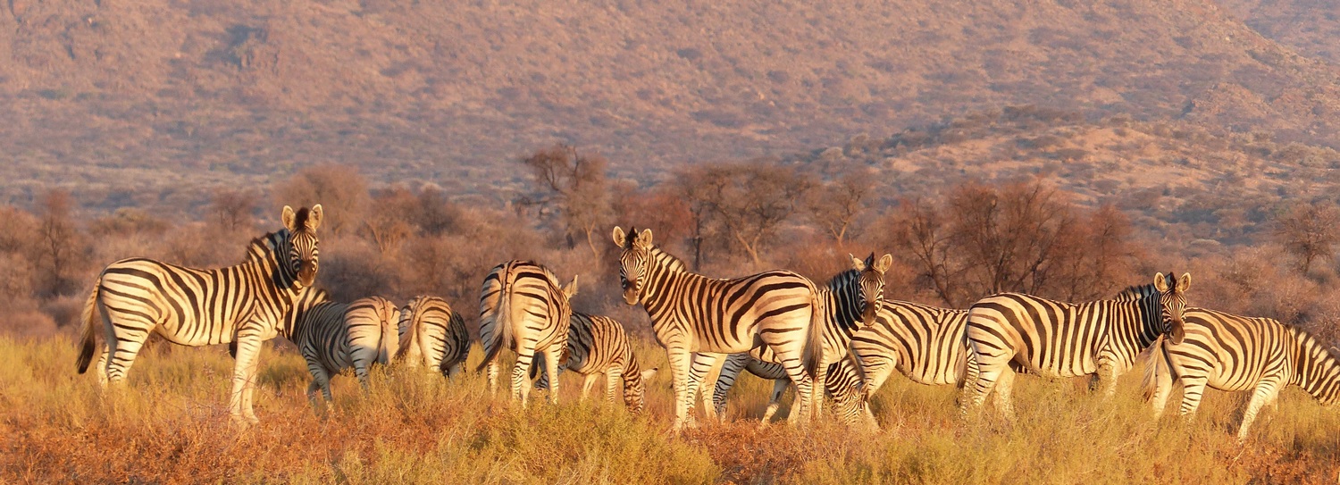 Zebras